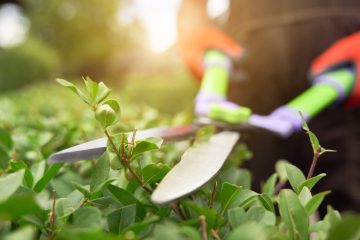 Selective focus of male gardener using big scissors to cut bushes in summer. Close up of man in uniform and gloves using special tool to taking care of backyard plants, backlit. Concept of gardening.